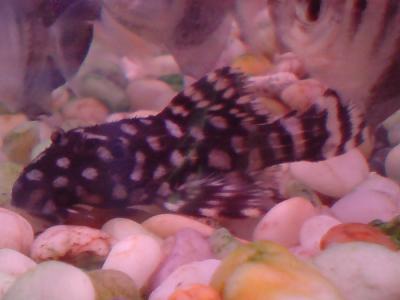 L65 - Blizzard Cactus Pleco