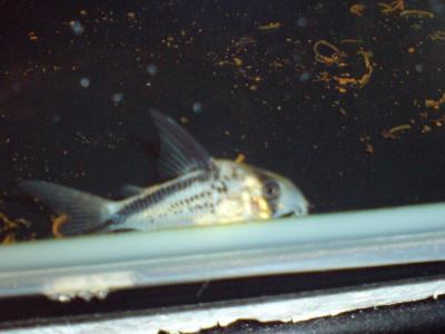 Hi-fin Corydoras Loxozonus