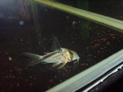 Hi-fin Corydoras Loxozonus