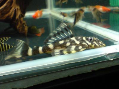 L52 - Butterfly Pleco