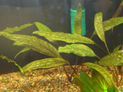 Cryptocoryne Cordata