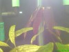 Cryptocoryne Cordata