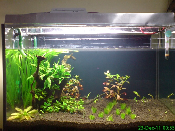 My 2ft Rescape Journal