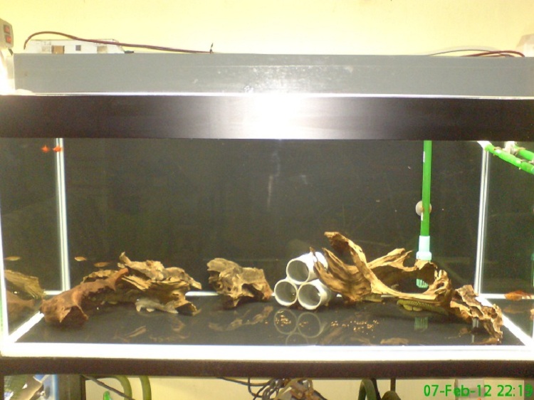 Pleco tank 1