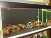 Pleco tank 2