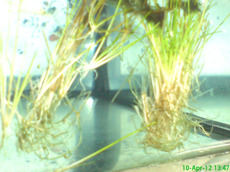 Hairgrass 1