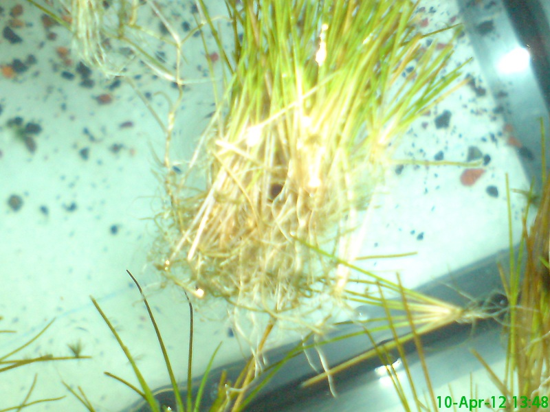 Hairgrass