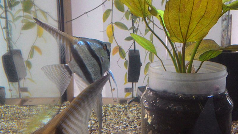 Angelfish breeding pair