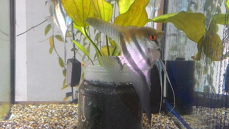 Angelfish male