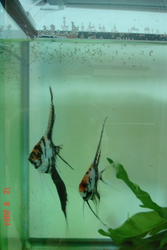 Koi Pearl Veil Pair