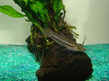 Betta albimarginata