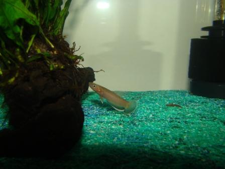 Betta albimarginata