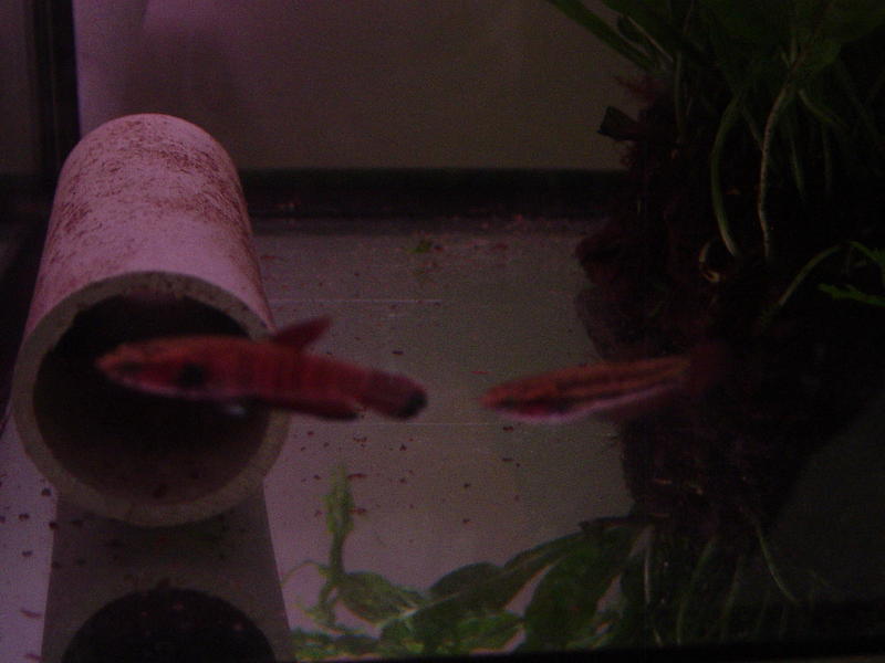 Betta channoides