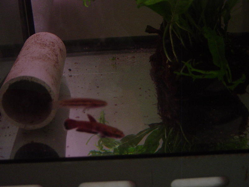 Betta channoides