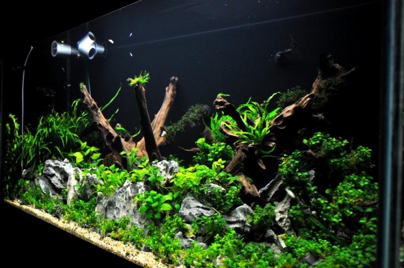 4ft Planted Tank by AL