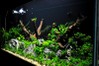 4ft Planted Tank by AL