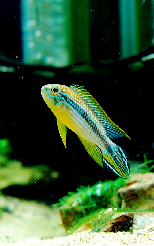 My Apistogramma agassizii 'Tefe'