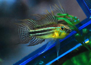 Apistogramma Bitaeniata - Flaring