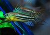 Apistogramma Bitaeniata - Flaring