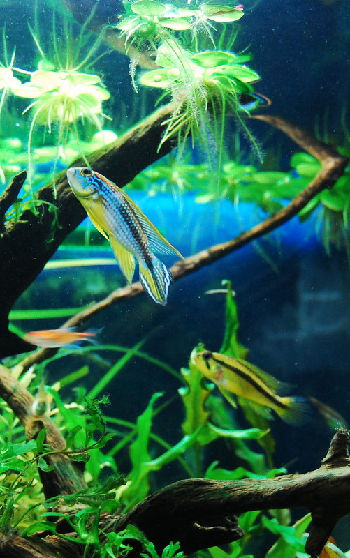 My Apistogramma agassizii 'Tefe'