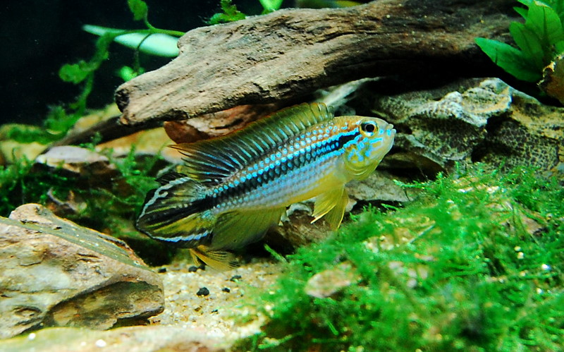 My Apistogramma agassizii 'Tefe'