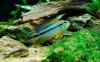 My Apistogramma agassizii 'Tefe'