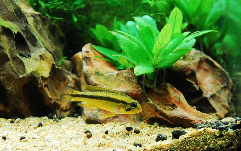 My Apistogramma agassizii 'Tefe'