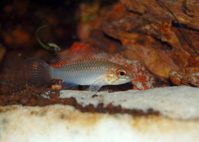 Apistogramma Uaupesi Female?