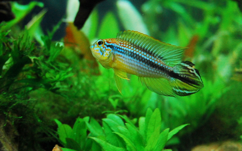 My Apistogramma agassizii 'Tefe'