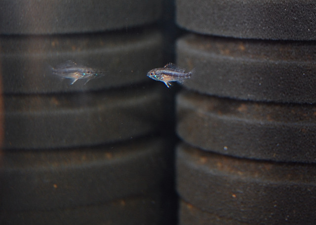 Apistogramma Bitaeniata  "tefe Bauna" Fries - 1.5 Month