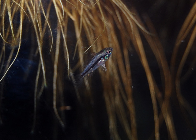 Apistogramma Bitaeniata  "tefe Bauna" Fries - 1.5 Month