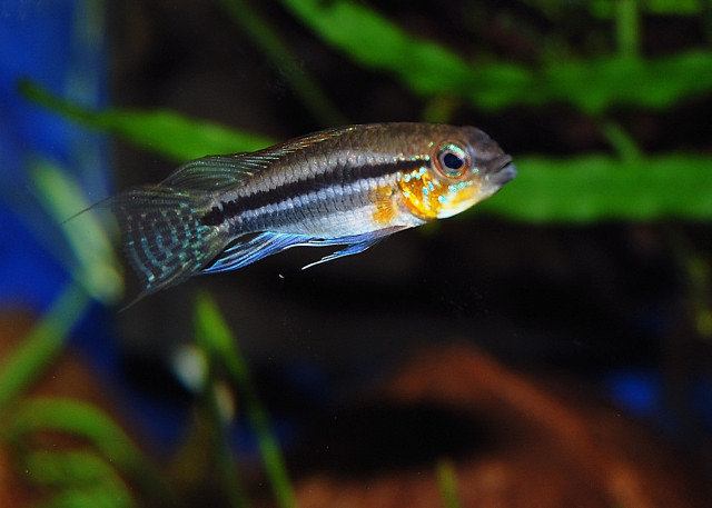 Apistogramma Bitaeniata "tefe Bauana" Father Of The Fries