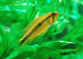 Juvenile Apistogramma Agassizii