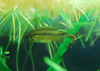 Juvenile Apistogramma Agassizii