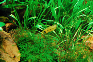 Juvenile Apistogramma Agassizii