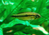 Juvenile Apistogramma Agassizii