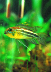 Apistogramma Bitaeniata