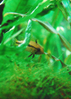 Apistogramma Bitaeniata