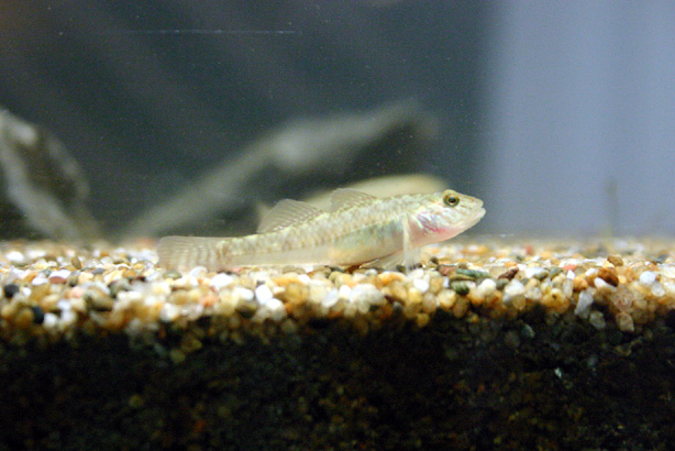 Female Stigmatogobius poecilosoma