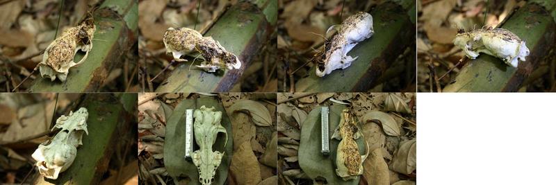 Mousedeer skull