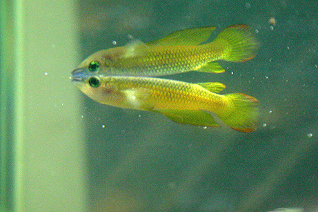 Aplocheilus lineatus