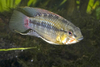 Apistogramma spp.