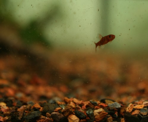 Baby Barbus fasciolatus