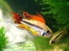 Apistogramma cacatuoides Triple Red