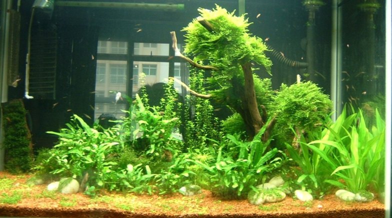 3 ft shrimp tank