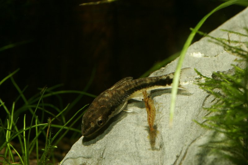 Otocinclus affinis