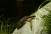 Otocinclus affinis