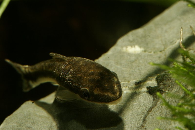 Otocinclus affinis