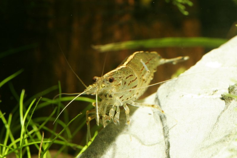 Yamato shrimp