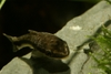 Otocinclus affinis